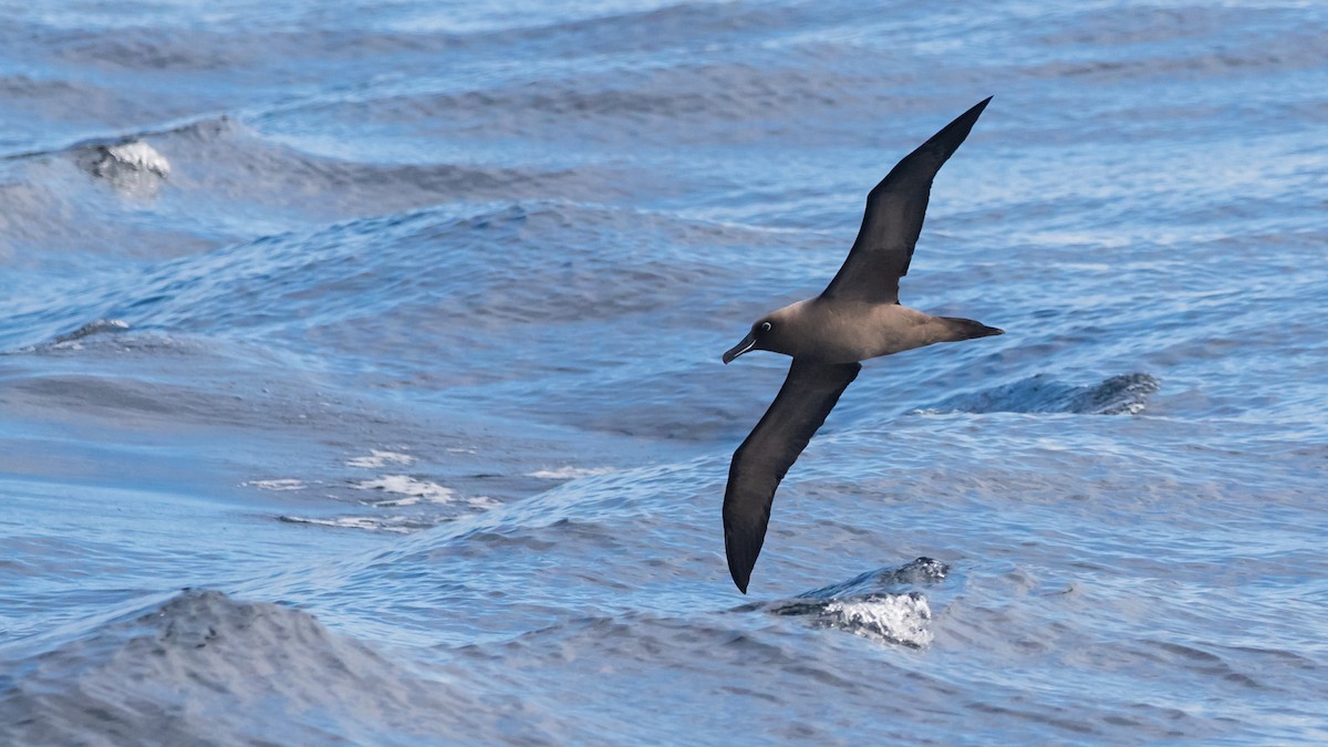 Sooty Albatross - ML618442521