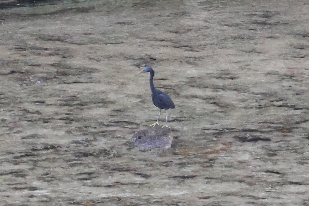 Pacific Reef-Heron - Eric Cameron