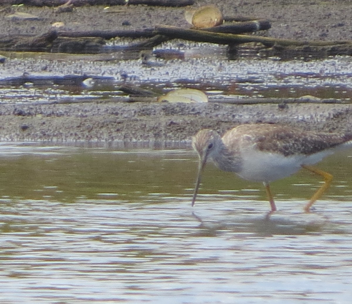 Greater Yellowlegs - ML618442539