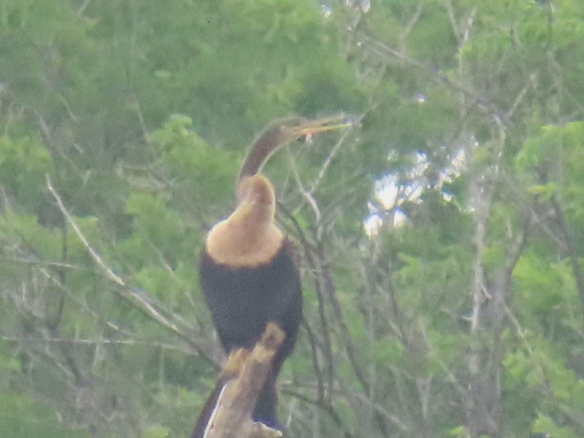 Anhinga - ML618442549