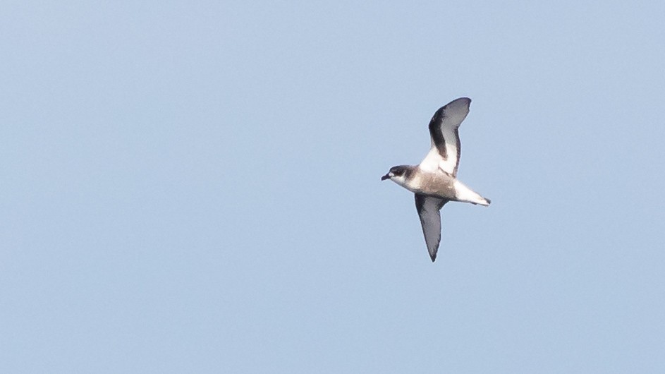 Mottled Petrel - ML618442589