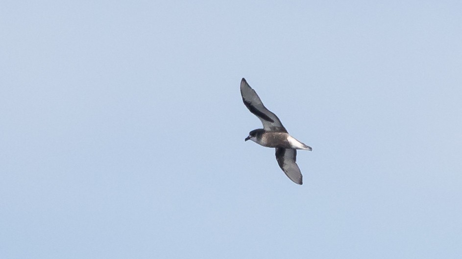 Mottled Petrel - James Bennett