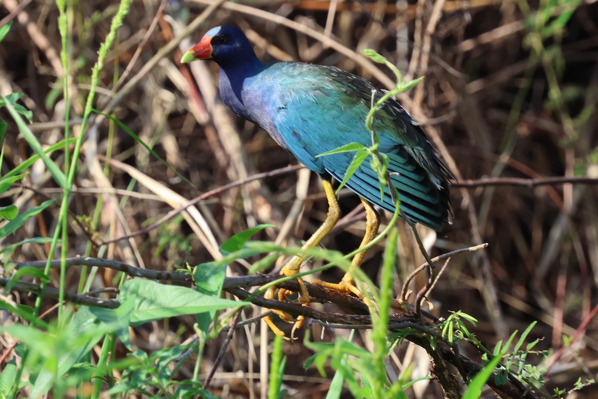 Purple Gallinule - ML618442596