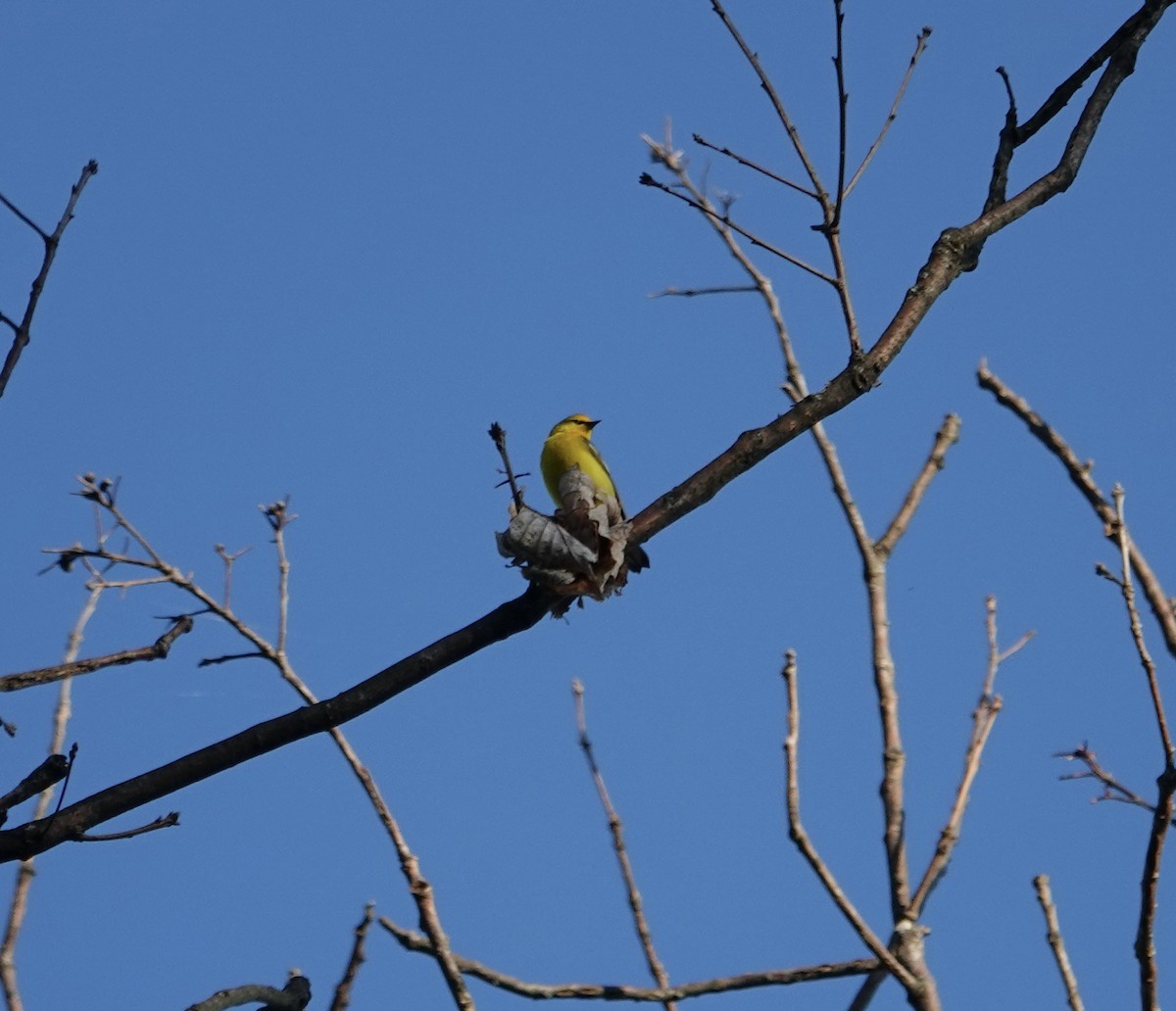 Blauflügel-Waldsänger - ML618442603