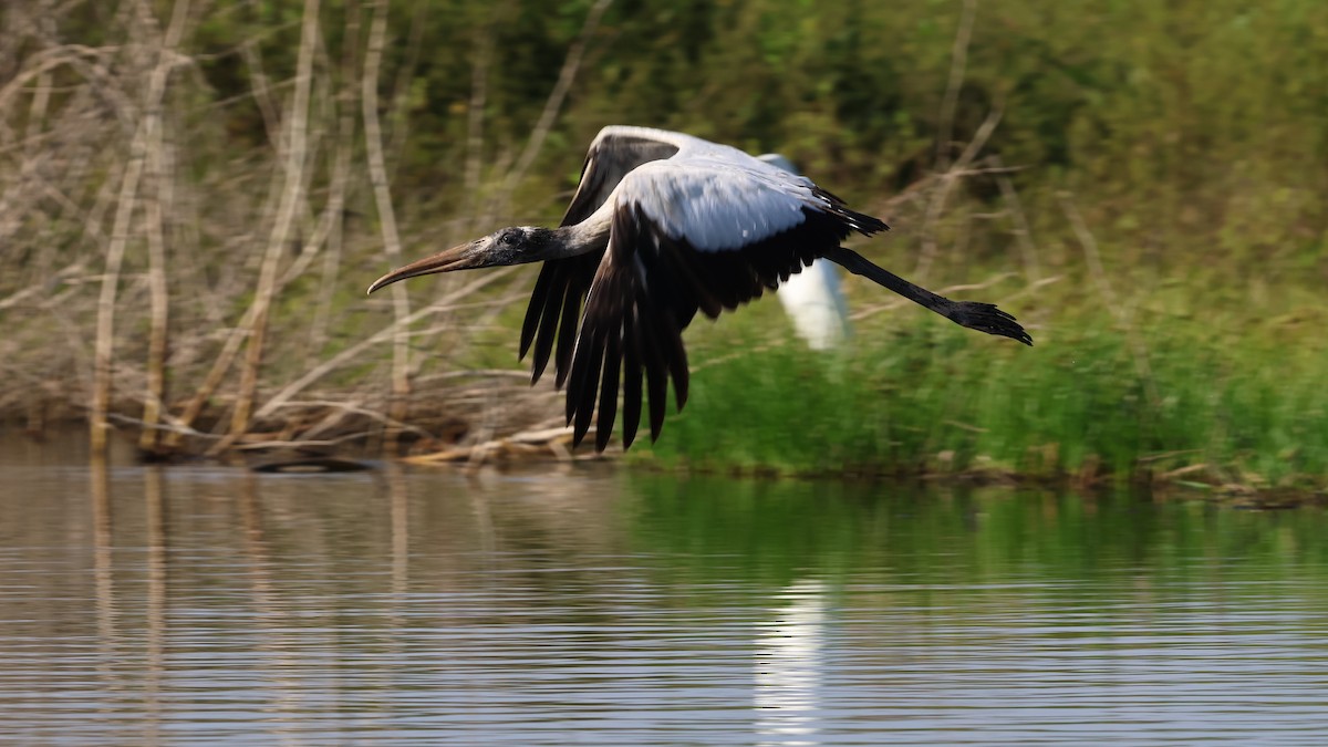 Wood Stork - ML618442618