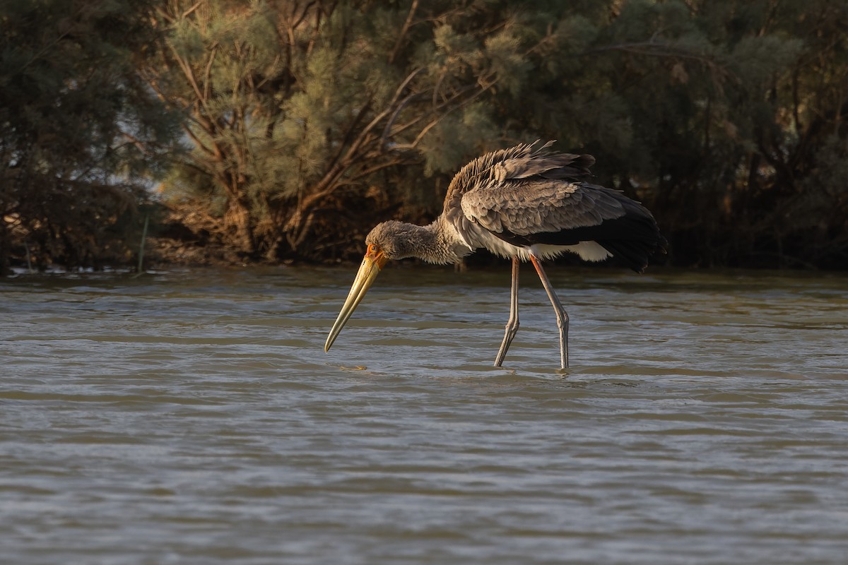 Yellow-billed Stork - ML618442661