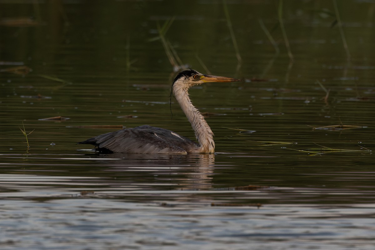 Gray Heron - ML618442670