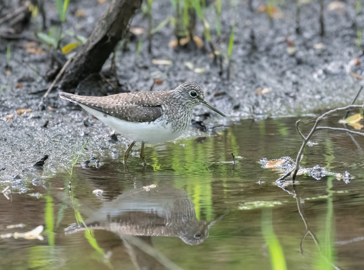 Solitary Sandpiper - ML618442673