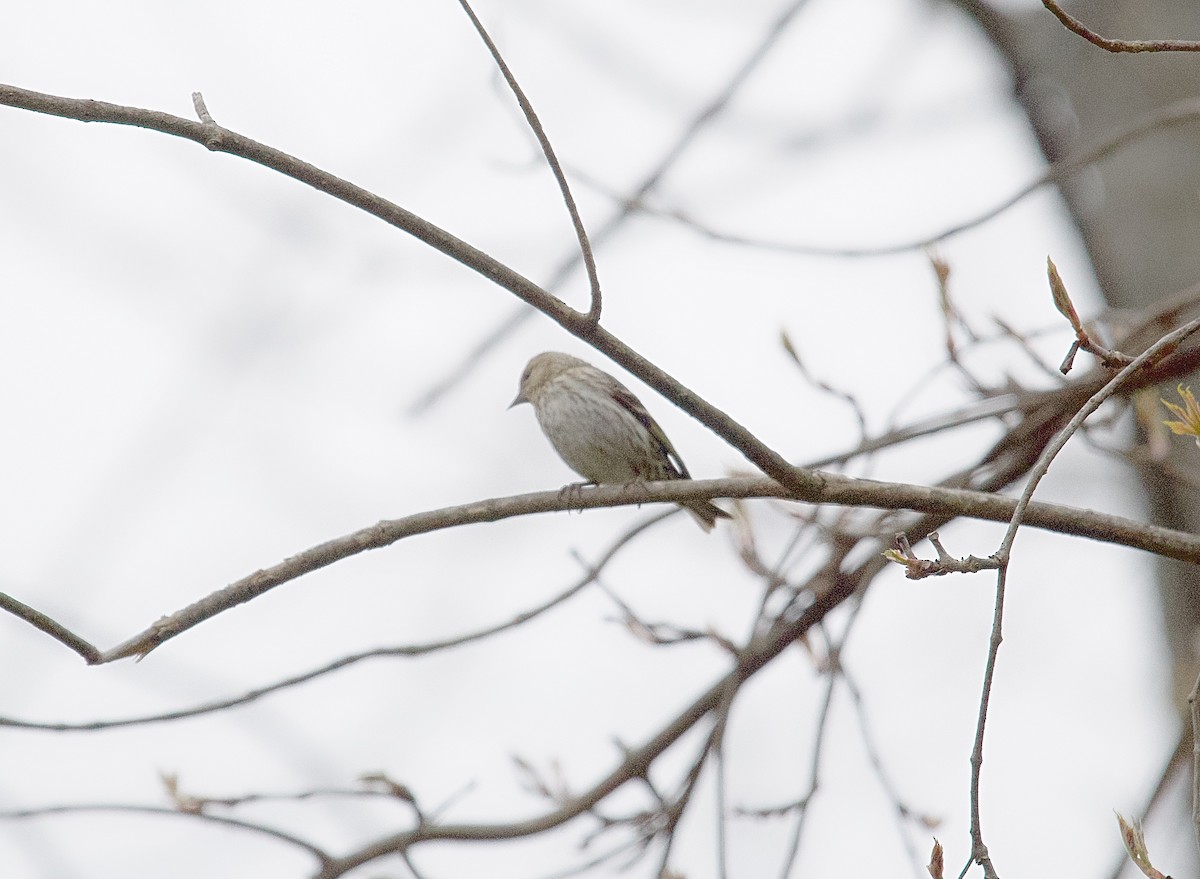 Pine Siskin - ML618442689