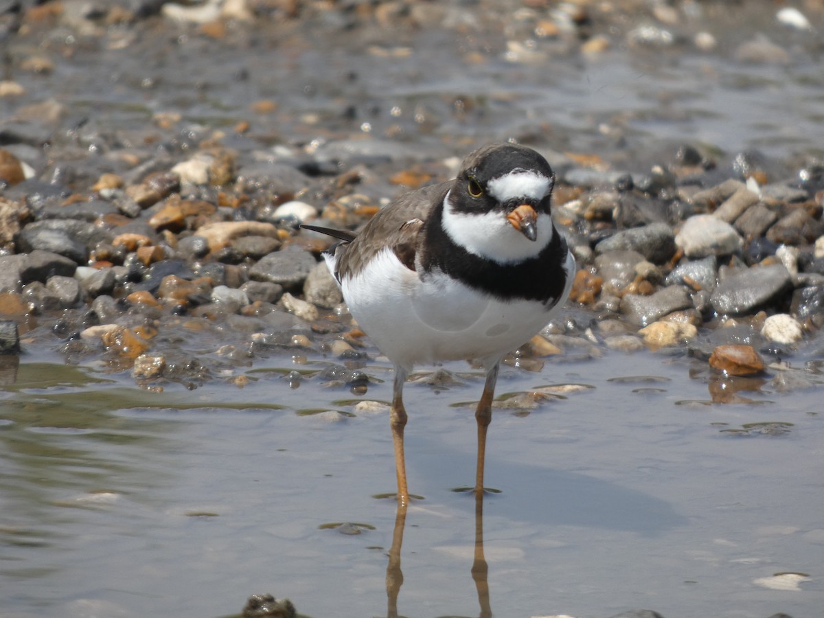 Semipalmated Plover - ML618442700