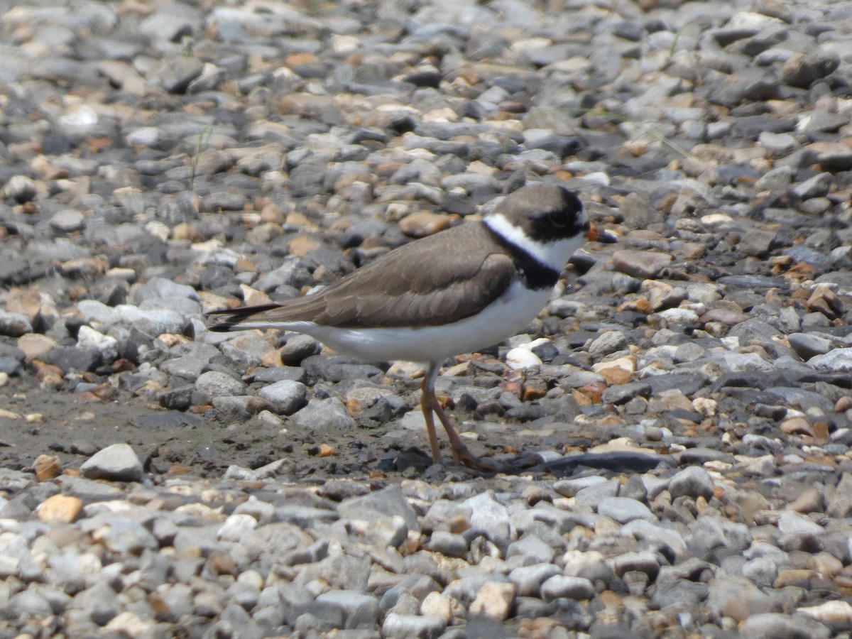 Semipalmated Plover - ML618442701