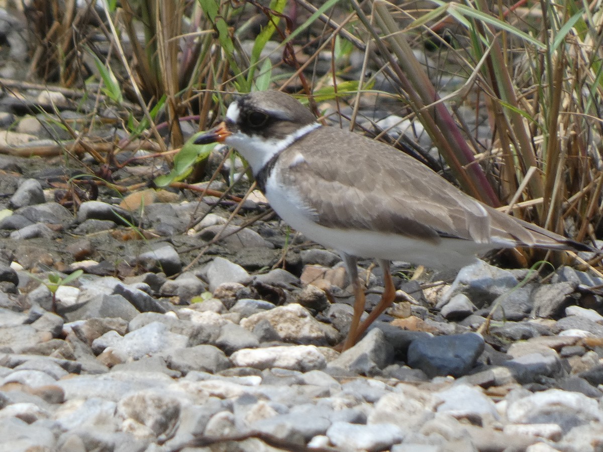 Semipalmated Plover - ML618442702