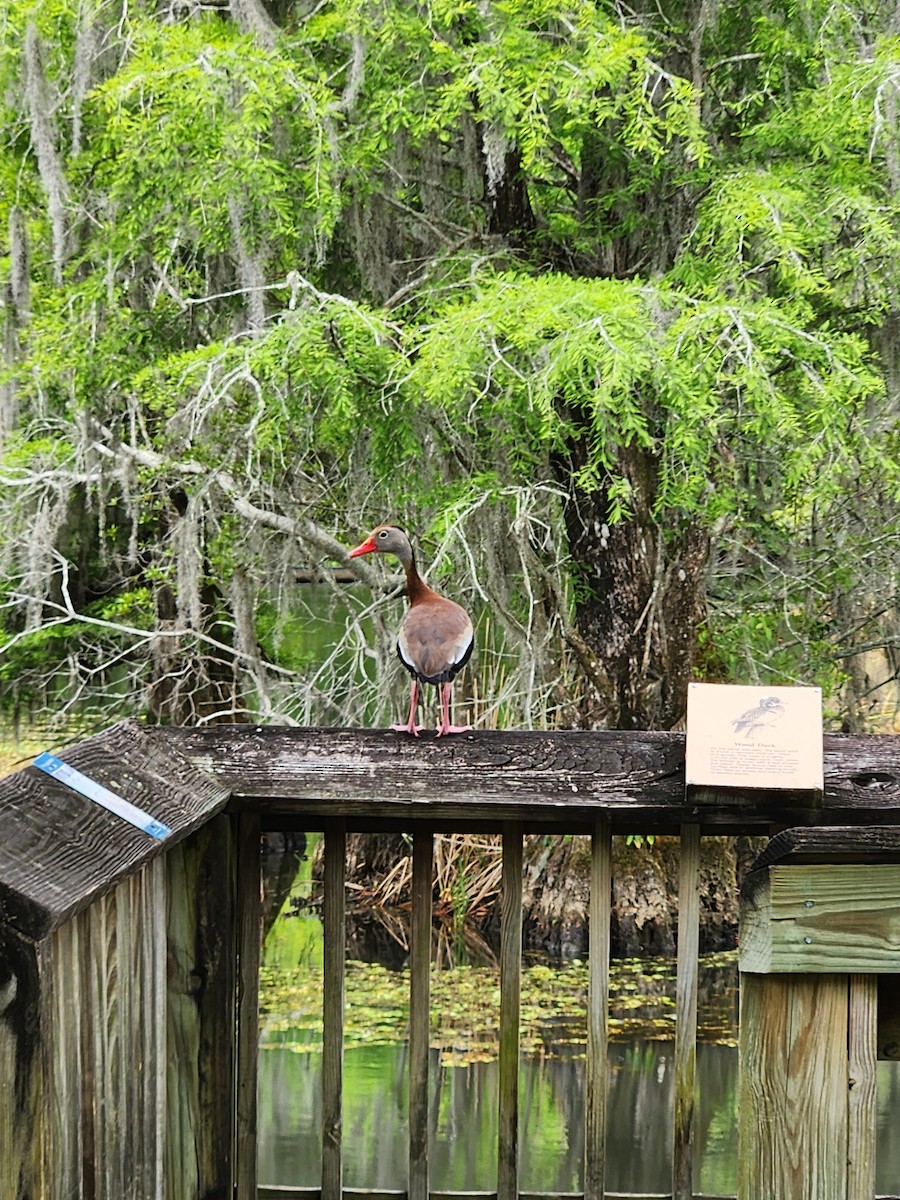 Black-bellied Whistling-Duck - ML618442718