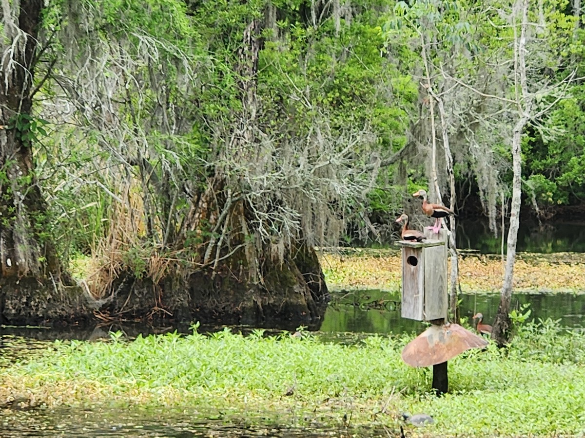 Black-bellied Whistling-Duck - ML618442720