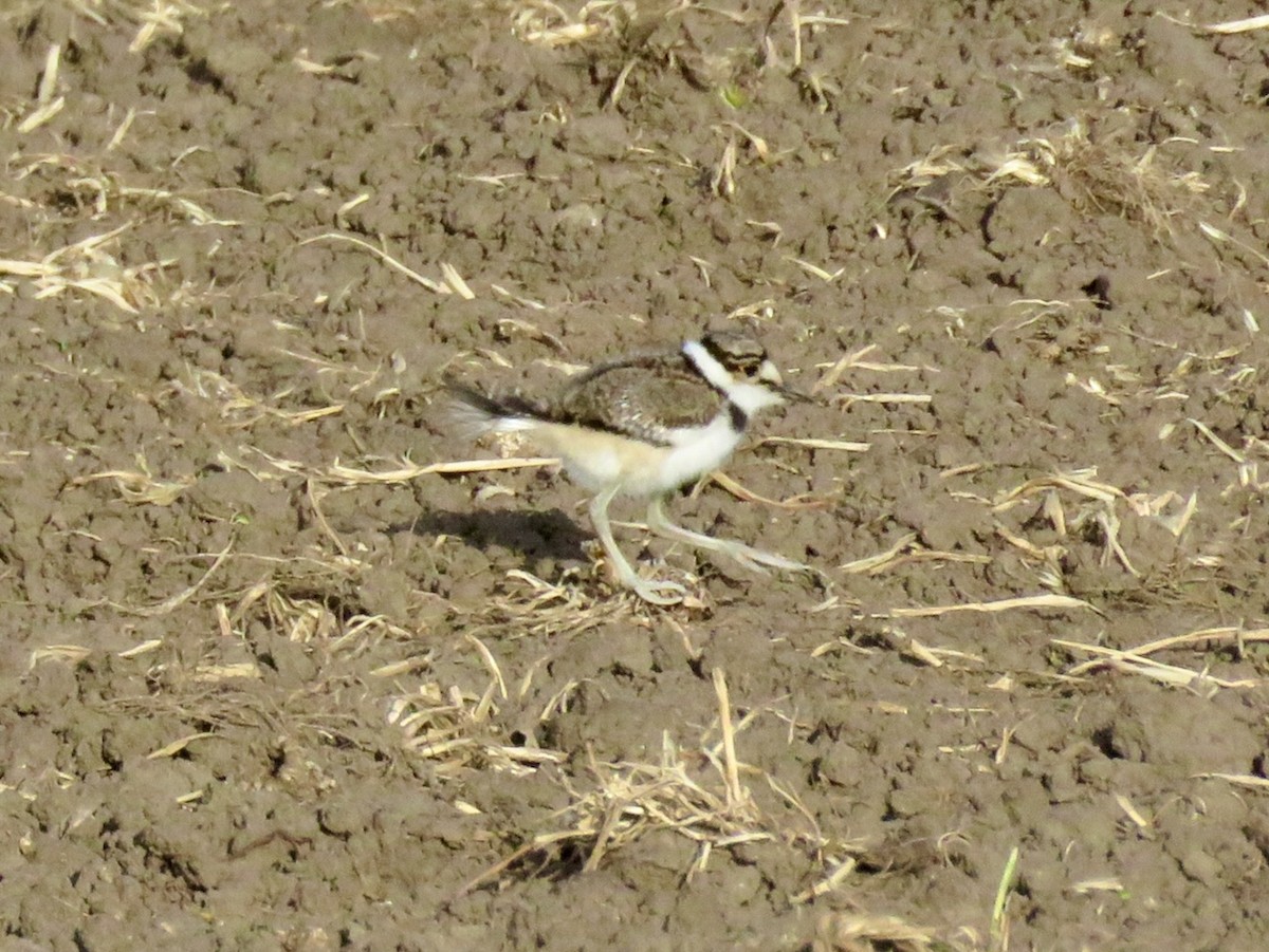 Killdeer - ML618442732