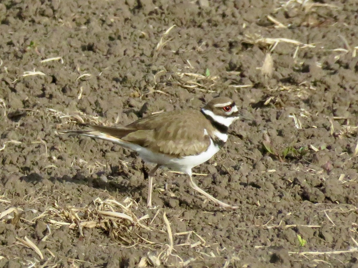 Killdeer - ML618442733