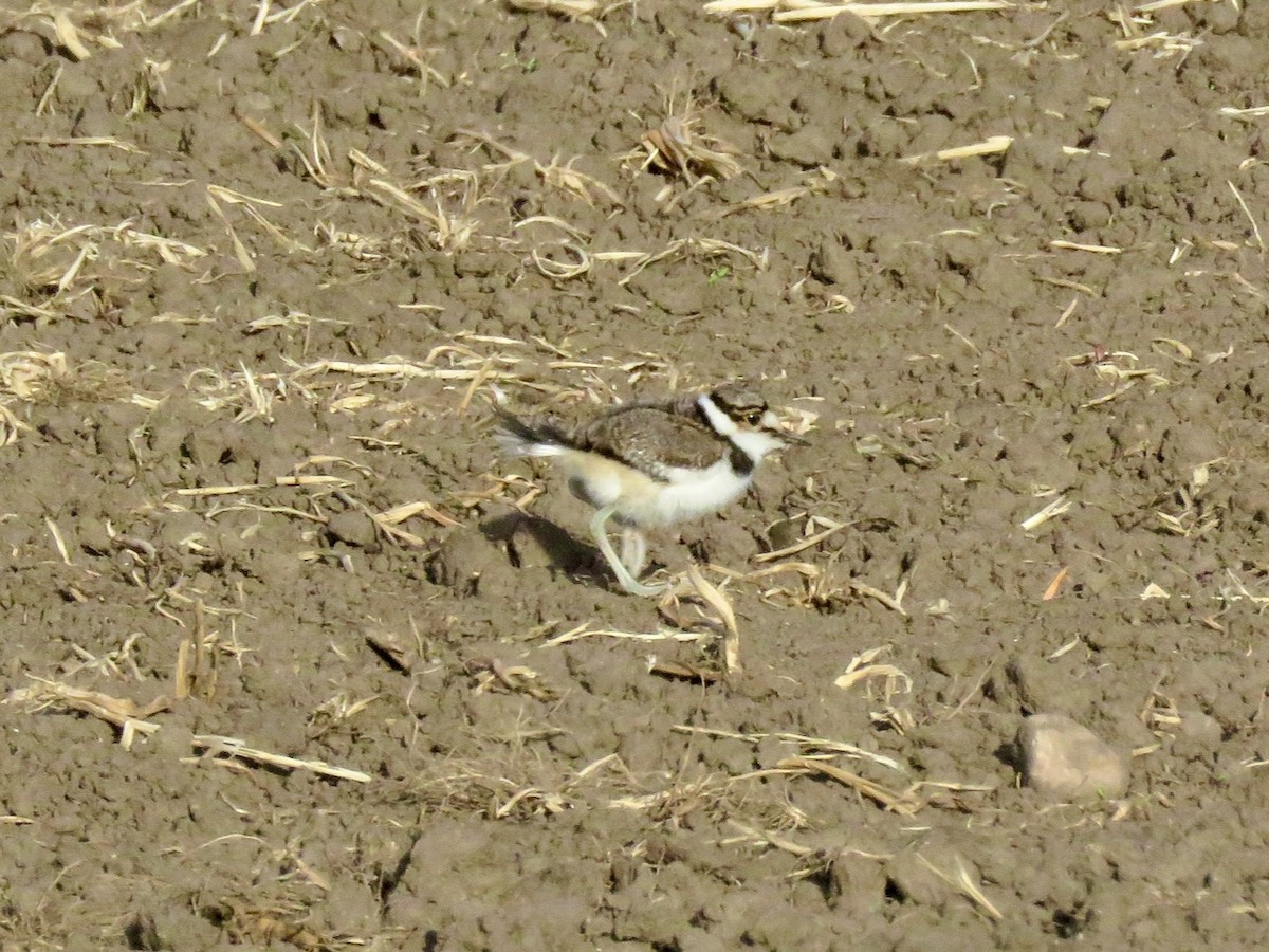 Killdeer - ML618442734