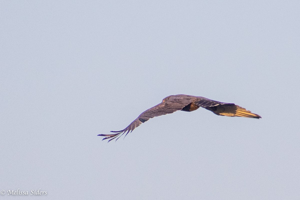 Brown Snake-Eagle - ML618442746