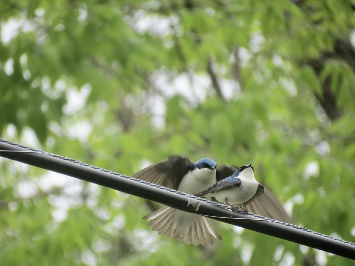 Tree Swallow - ML618442747