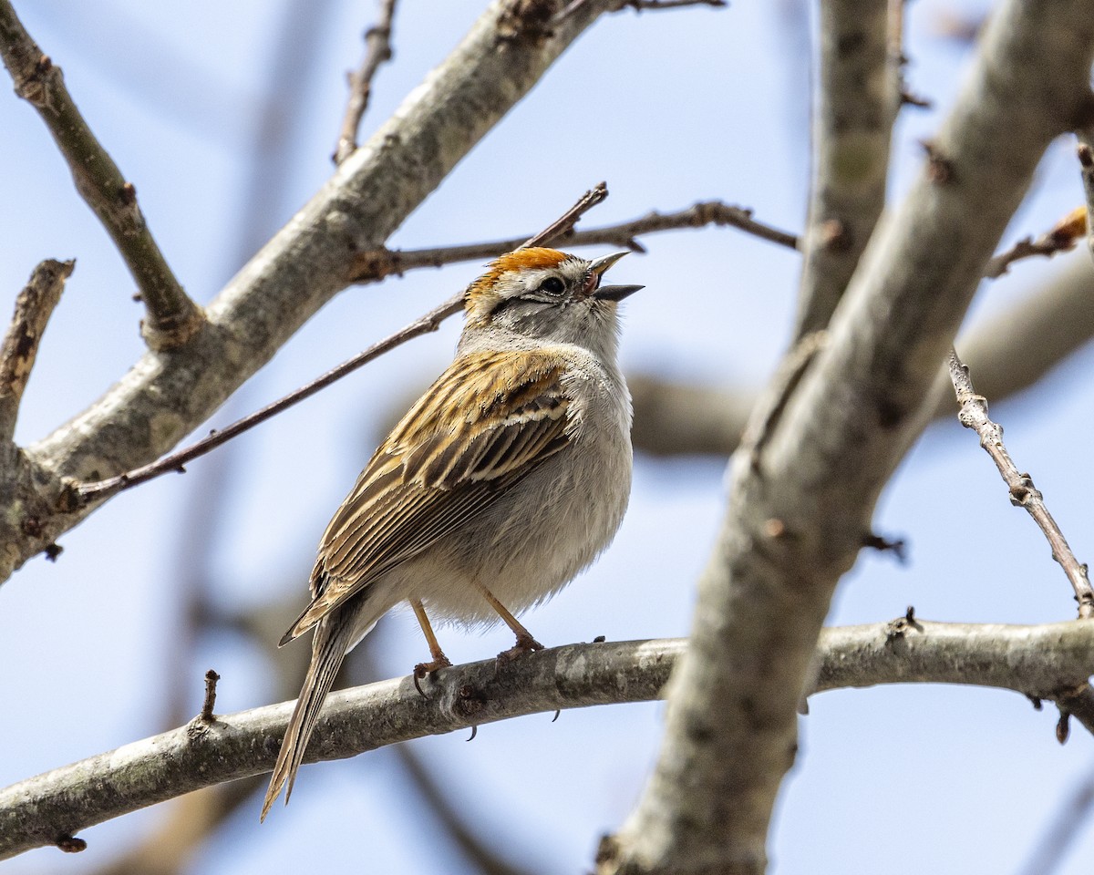 Chipping Sparrow - Andrew James