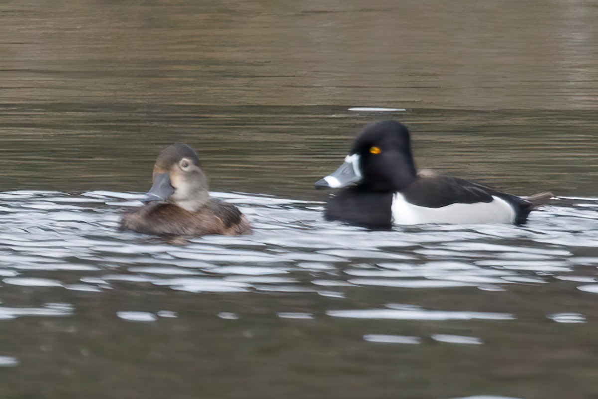 Ring-necked Duck - ML618442766