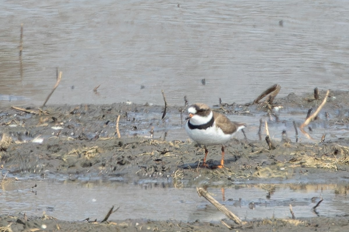 Semipalmated Plover - ML618442793