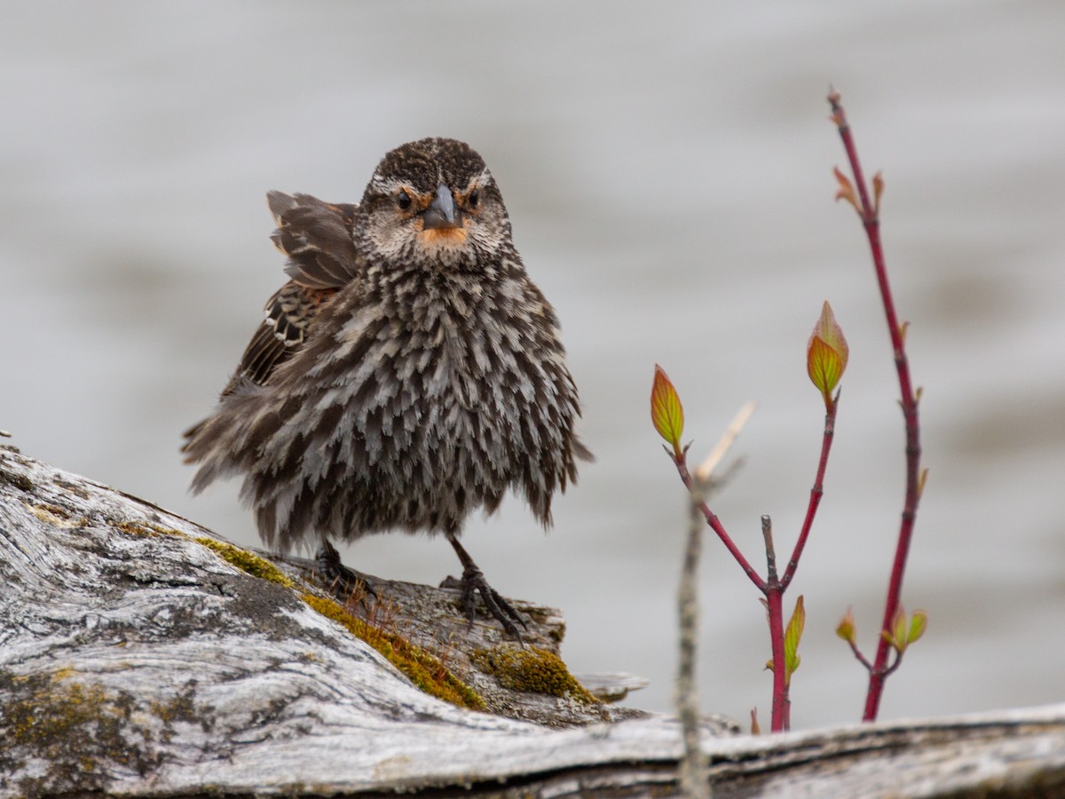 Red-winged Blackbird - ML618442827