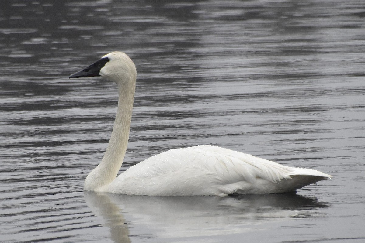 Trumpeter Swan - ML618442846