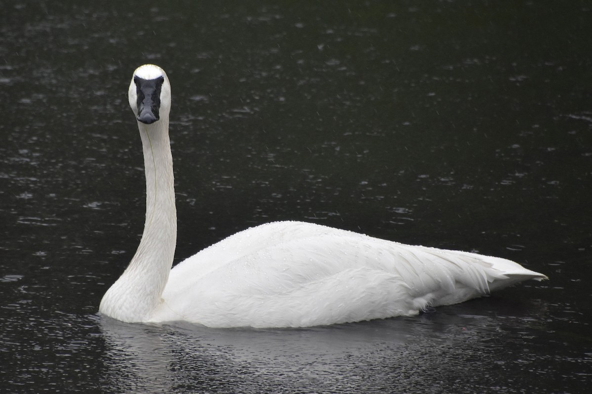 Trumpeter Swan - ML618442856