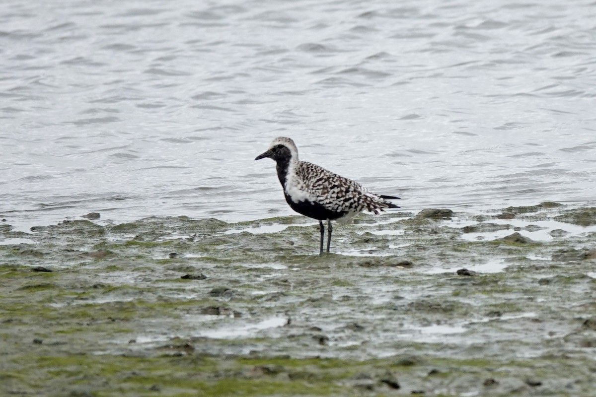 Black-bellied Plover - Bob Greenleaf