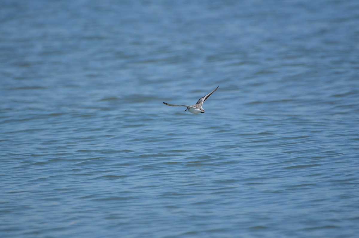 Sanderling - Harrison Taylor