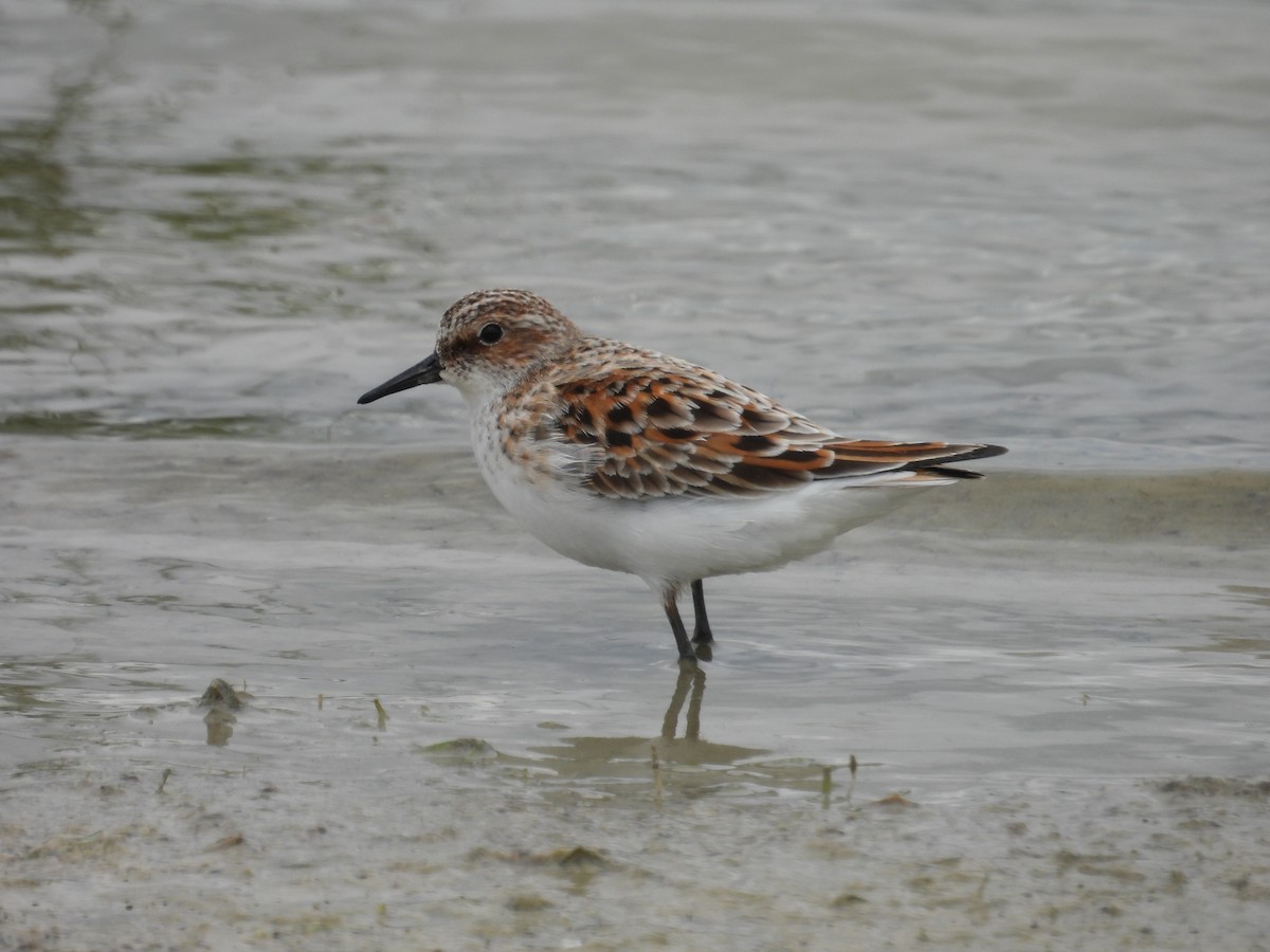 Little Stint - Murat Akkaya