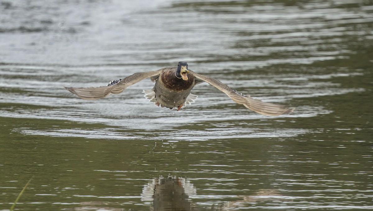 Mallard (Domestic type) - Francisco Pires