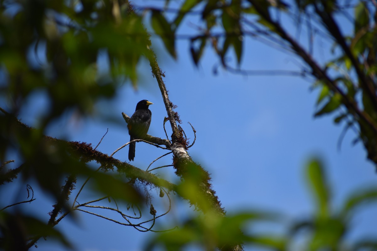 Scarlet-rumped Cacique (Subtropical) - Dennis Anderson