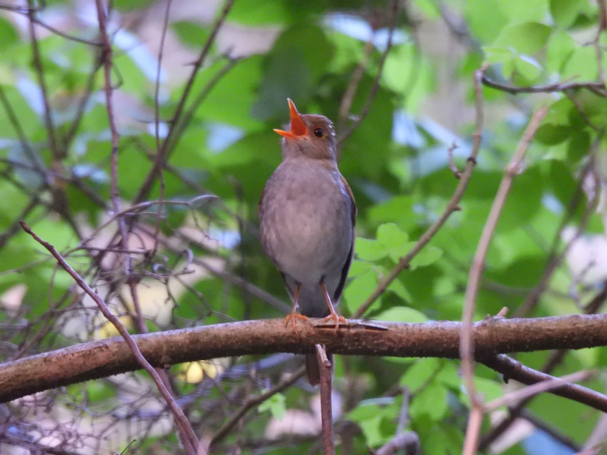 Orange-billed Nightingale-Thrush - ML618442929