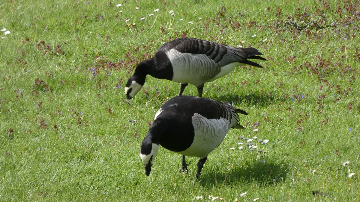 Barnacle Goose - Ben Davis