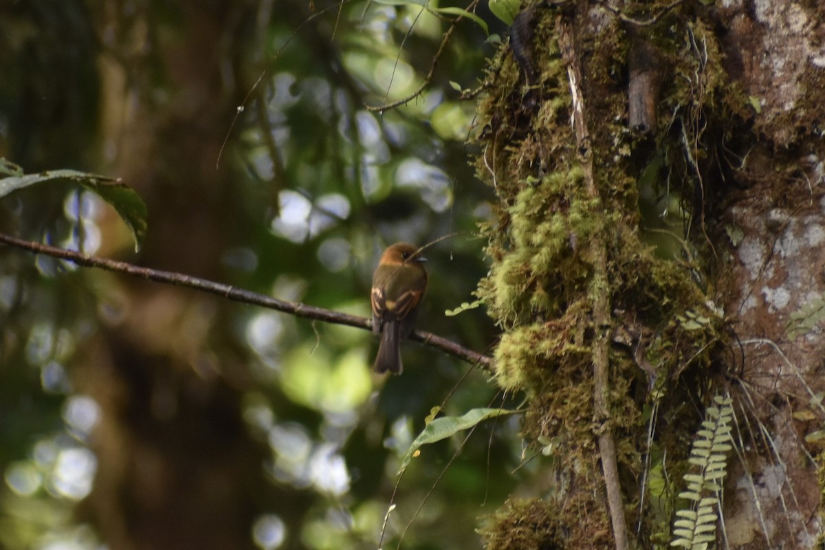 Cinnamon Flycatcher (Andean) - Dennis Anderson