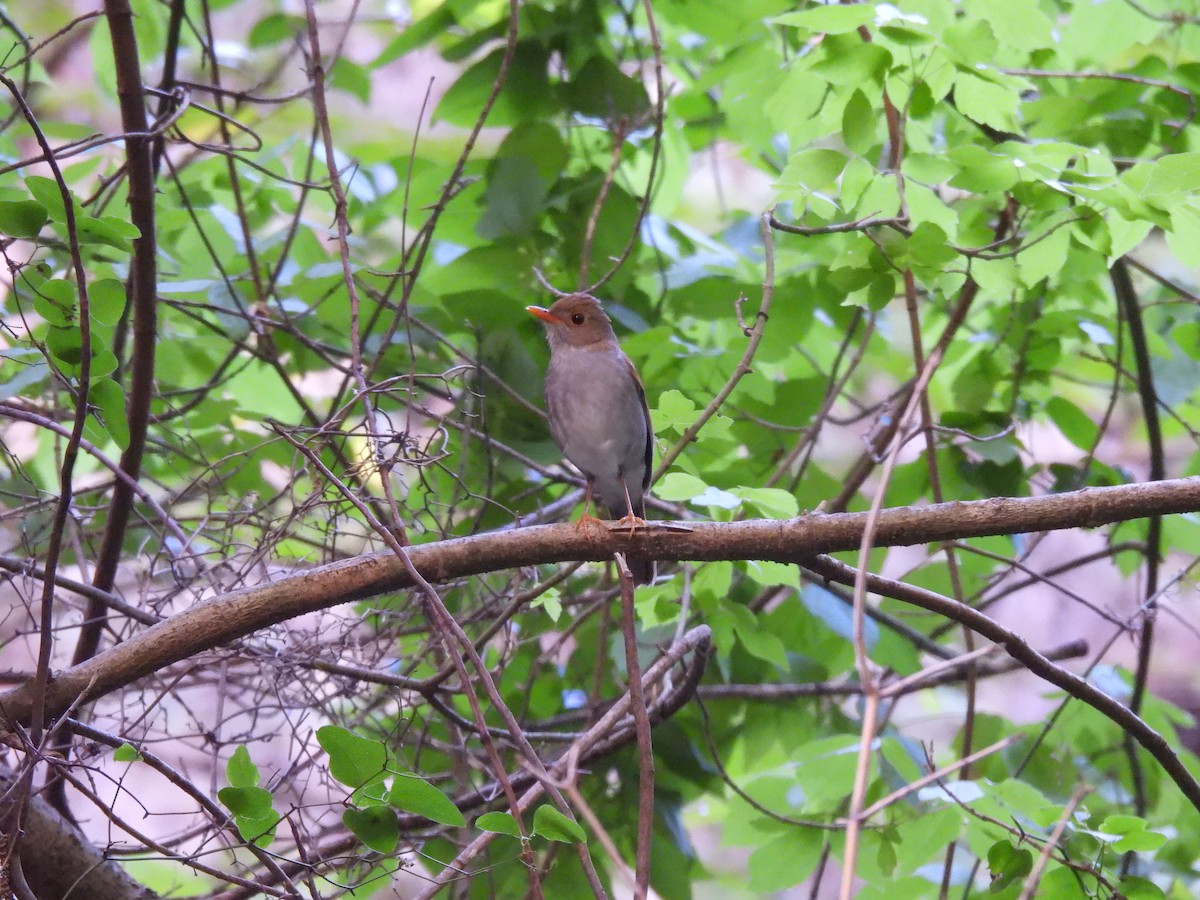 Orange-billed Nightingale-Thrush - Jesús Contreras