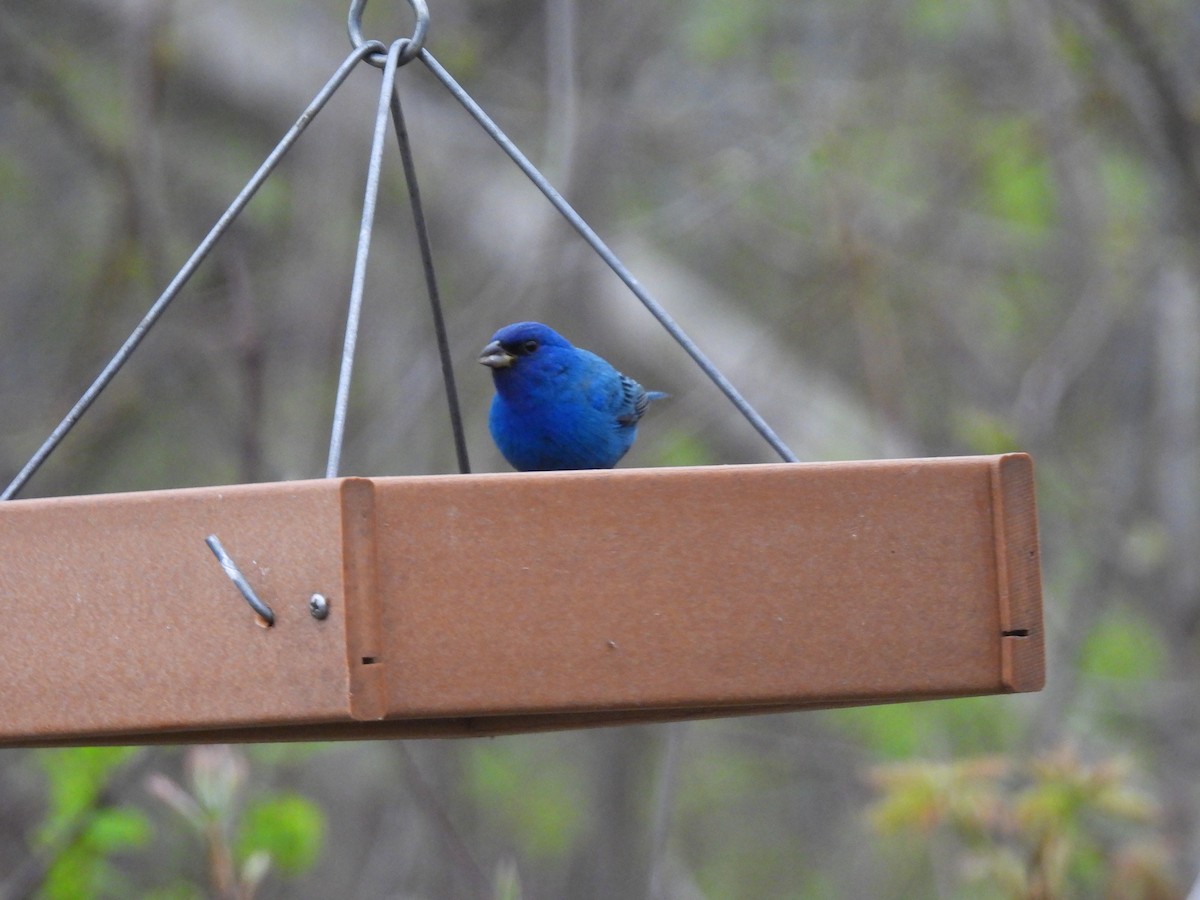 Indigo Bunting - ML618443017