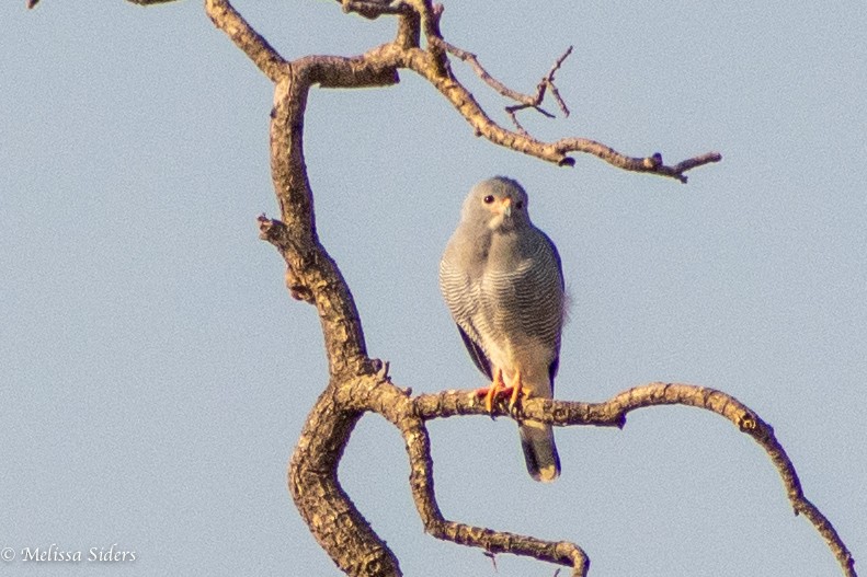 Lizard Buzzard - ML618443025