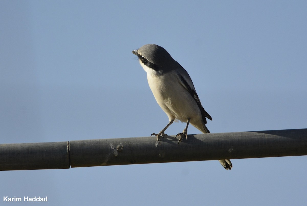 Great Gray Shrike - Karim Haddad