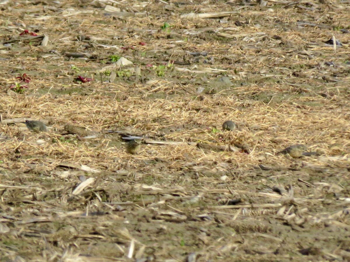 American Pipit - ML618443088