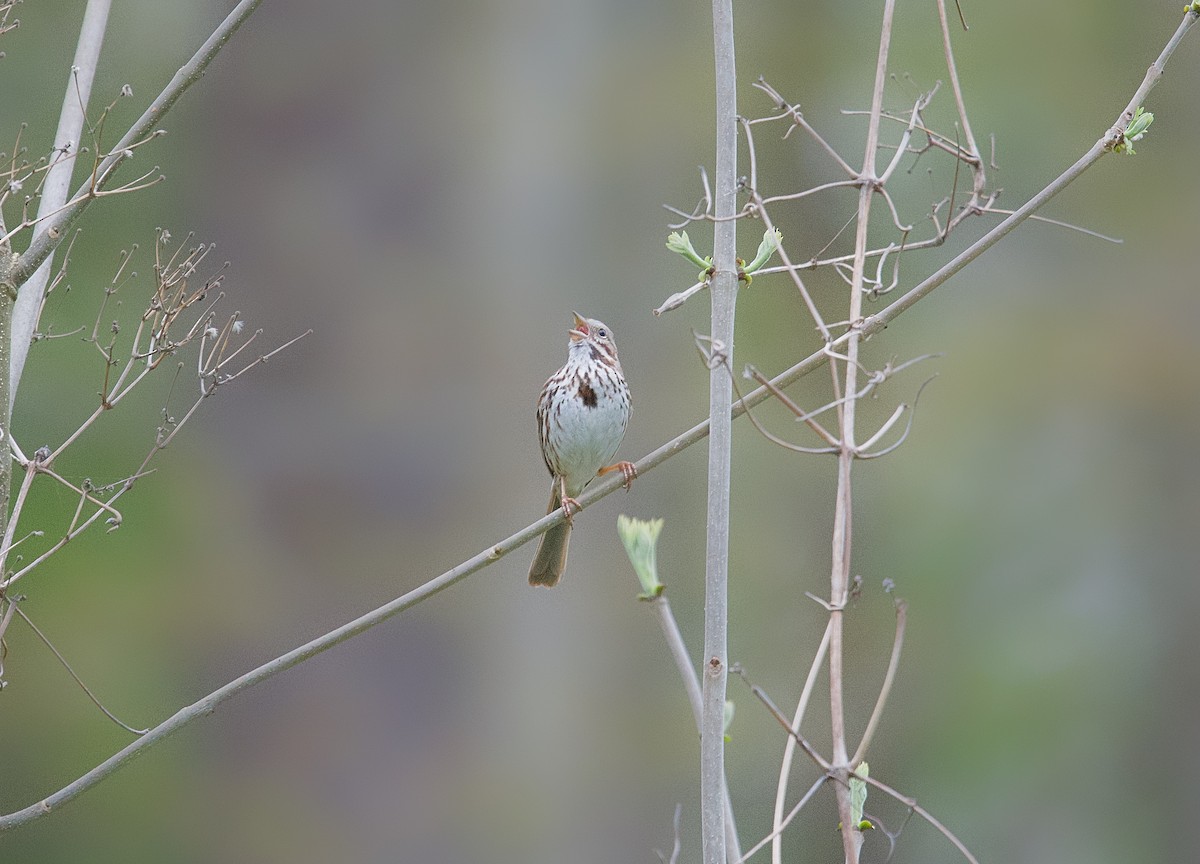 Song Sparrow - ML618443109