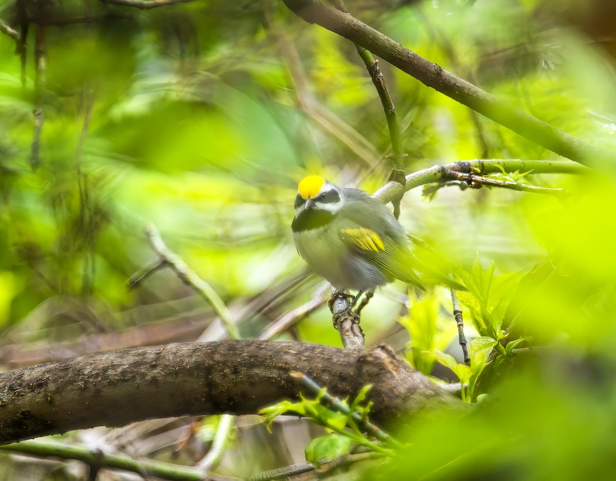 Golden-winged Warbler - ML618443134