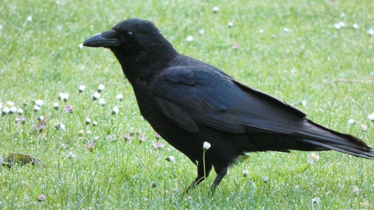 Carrion Crow - ML618443176