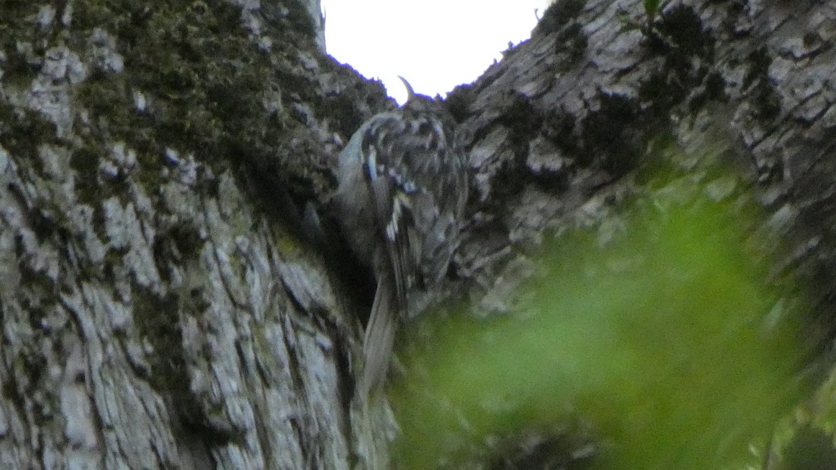 Short-toed Treecreeper - Ben Davis