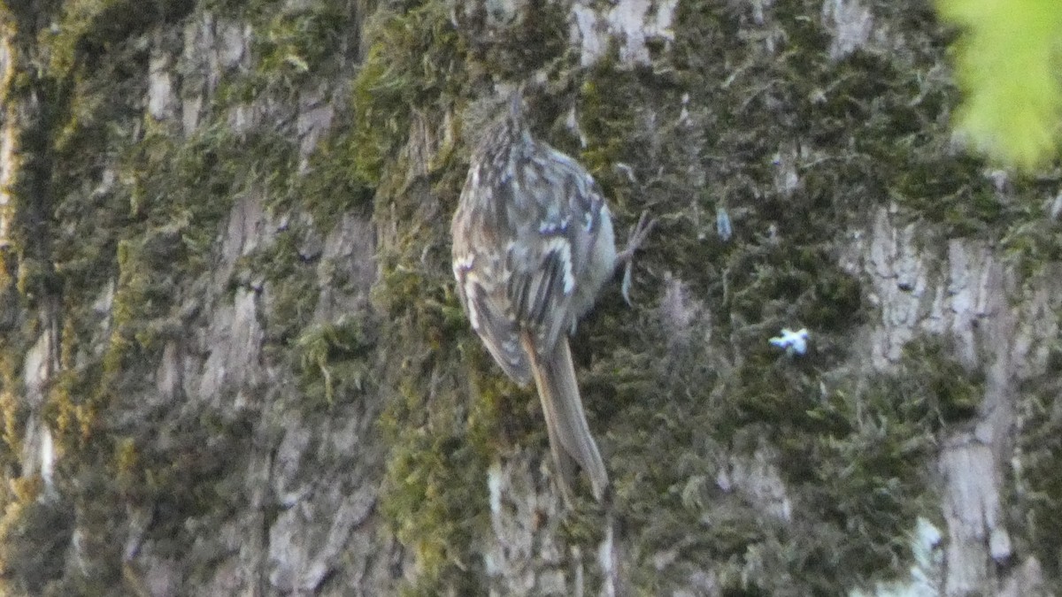 Short-toed Treecreeper - ML618443187