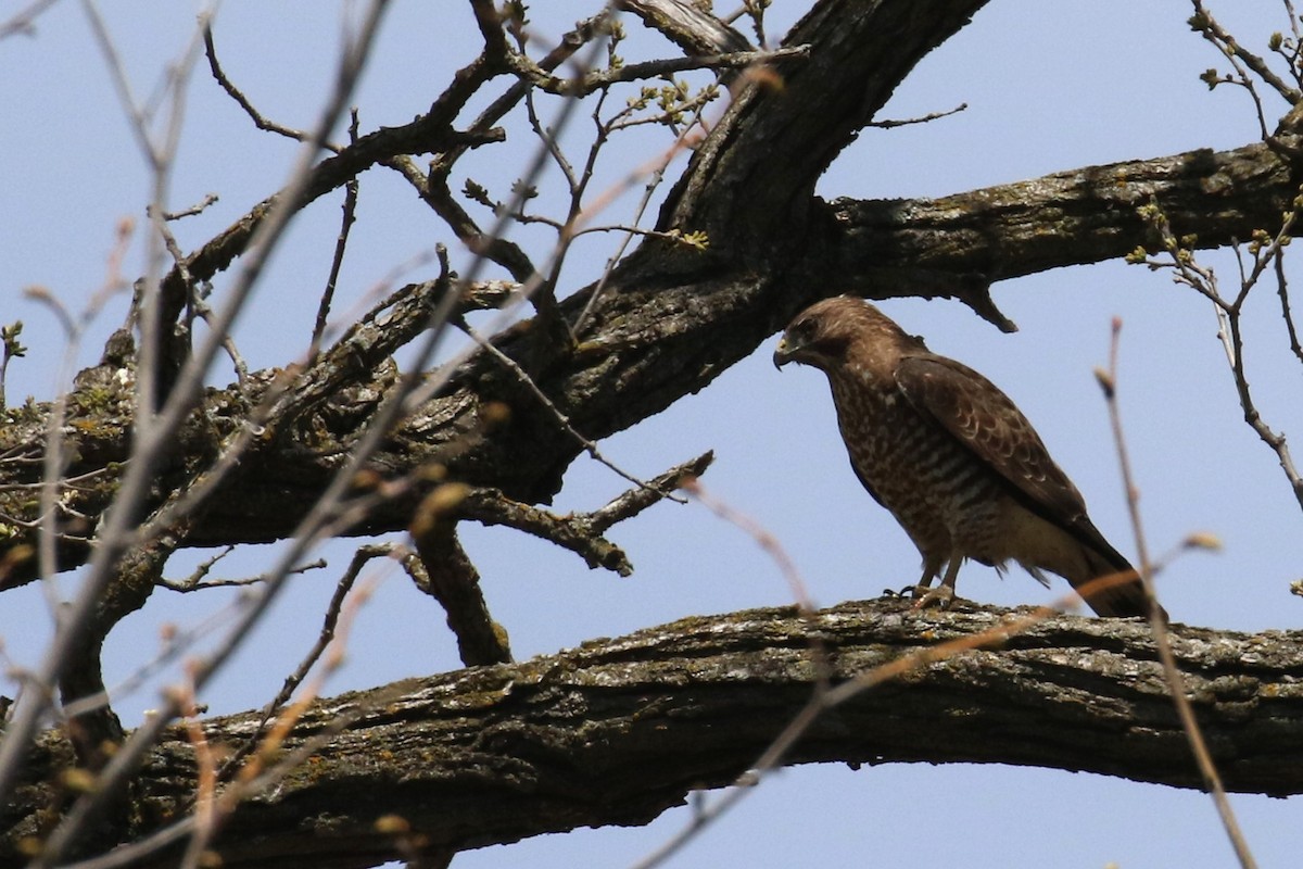 Broad-winged Hawk - Dan Orr