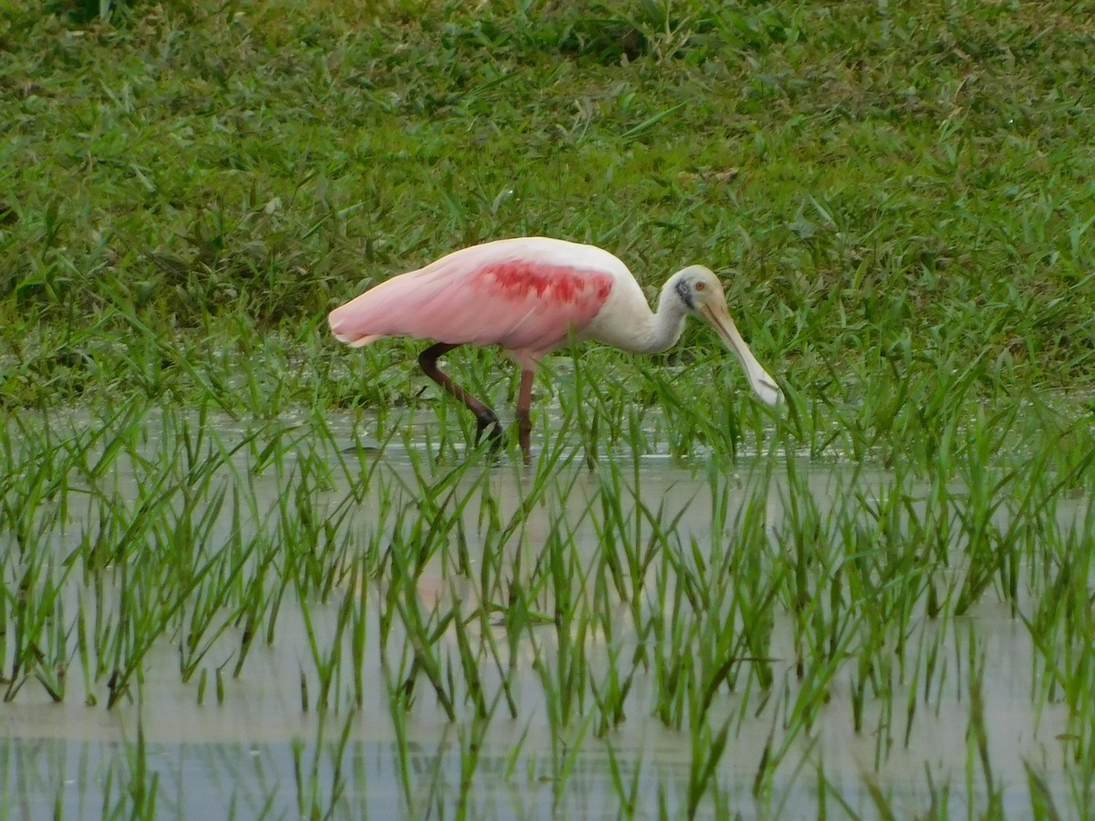 Roseate Spoonbill - ML618443209