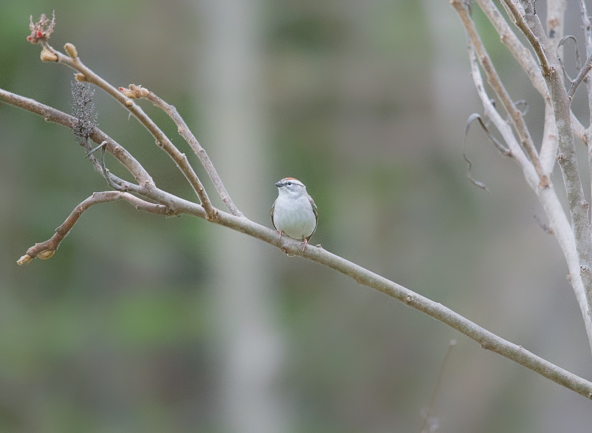 Chipping Sparrow - ML618443212